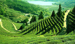 Bangladesh Tea cultivation in Sylhet
