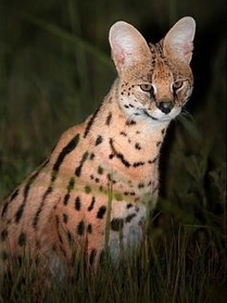 Bechuanaland Big cats