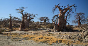 Botswana Unique Baobabs