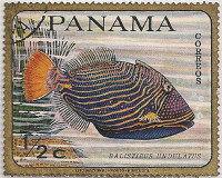 Panama-Fishes-half-AB80