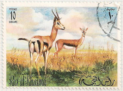 Ras al Khaima No no.1 i106