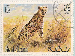 Ras al Khaima No no.4 i106