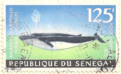 Senegal-515-AK38