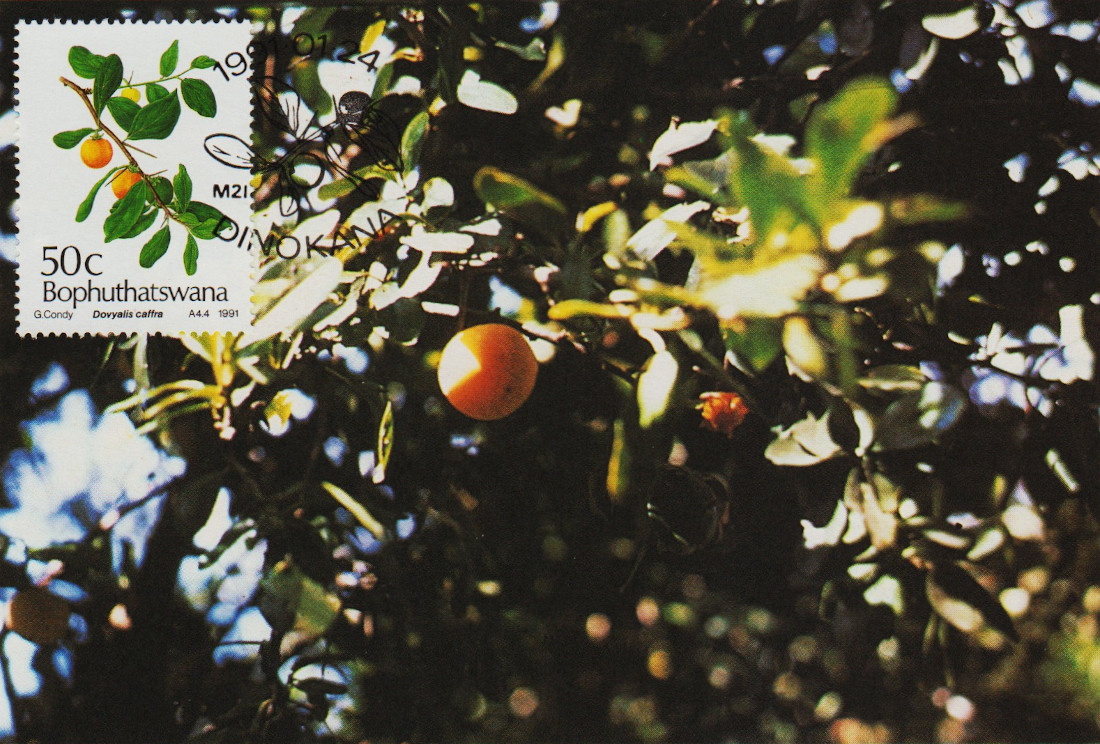 Bophutatswana-Post-Card-15-1991-ZW10