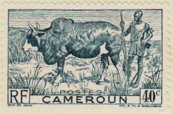 Cameroon-234-AB25.1