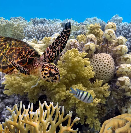Australia-Great-Barrier-Reef