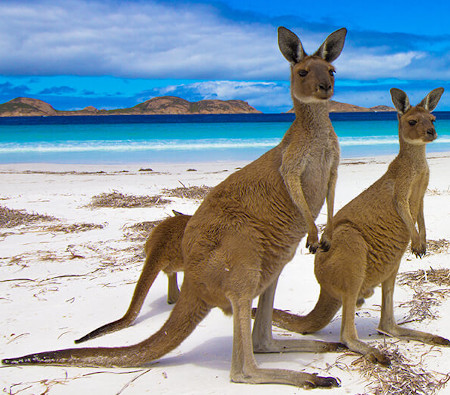Australia-Kangaroo-Island-2