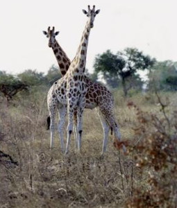 Camaroon-Giraffes-in-Waza-National-Park