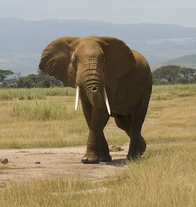 Chad-Aouk-National-Park