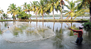 Cochin-Kumbalangi-Village