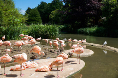 1_Jersey-Flamingoes-at-the-Elizabeth-Zoo