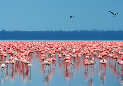 Kenya-Lake-Nakuru-home-to-thousands-of-flamingoes