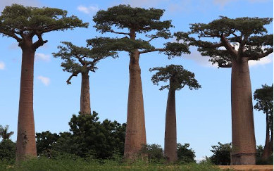 Madagascar-Unique-beautiful-baobab-trees