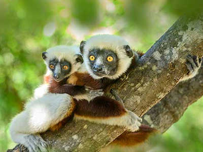 Malagasy-Republic-Lemurs-in-Andasibe-Mantadia-National-Park