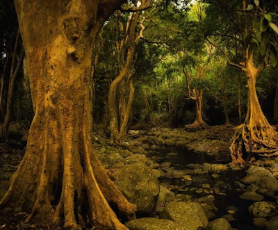 Mauritius-Black-River-Gorges-National-Park