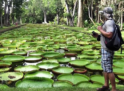 Mauritius-King-sized-water-lilies-at-the-Botanical-Gardens-in-the-district-of-Pamplemousses