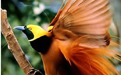 Papua-New-Guinea-Raggiana-Bird-of-Paradise
