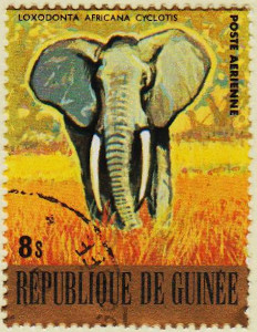 Guinea-969-AW88