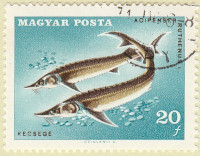 Hungary-2296-AR39