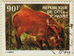 Ivory-Coast-756-AW103