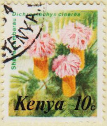 Kenya-257-AW128