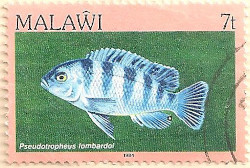 Malawi-691-AP110