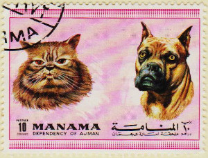 Manama-Dogs-Cats-10dh-AW154